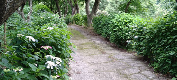 ぼたん茶屋のあじさい
