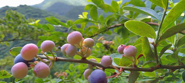 ぼたん茶屋のブルーベリー